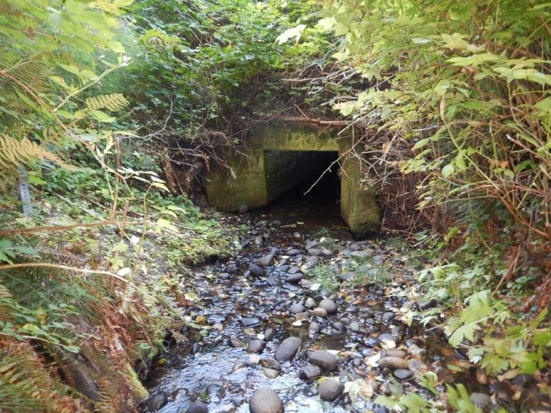 A shallow, rocky creek flows toward a small box culvert surrounded by plants and branches.