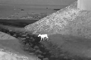 A black and white thermal image shows a moose crossing under a highway at night. The moose apperas as a bright white shape as it begins to step across a dark, rocky stream bed flanked by steep embankments.