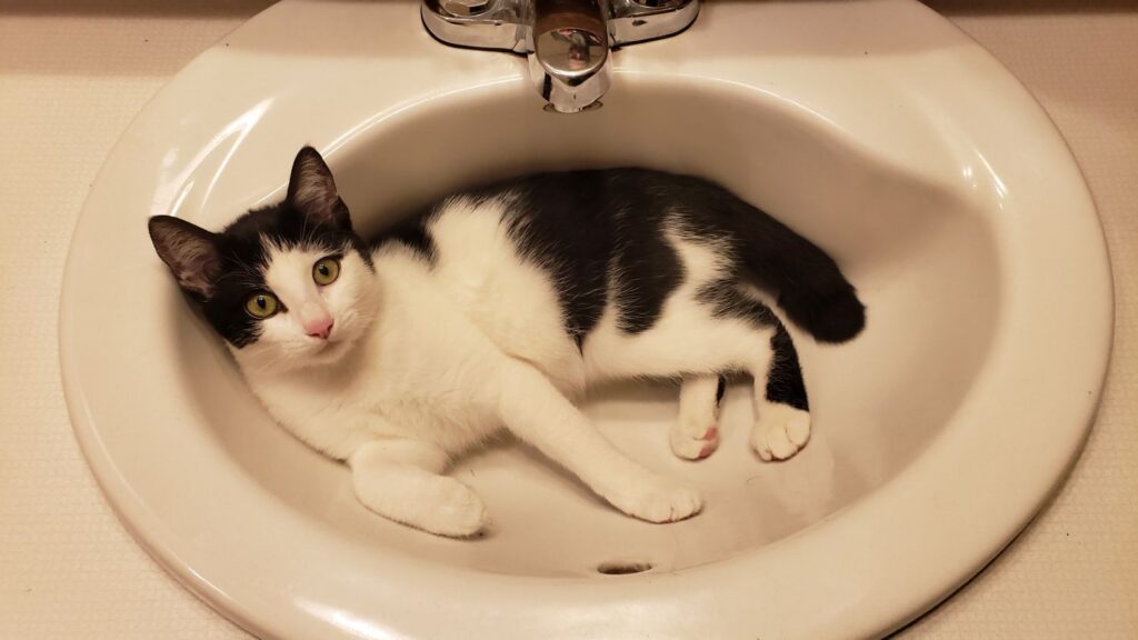 A cat lies inside a bathroom sink below a faucet.