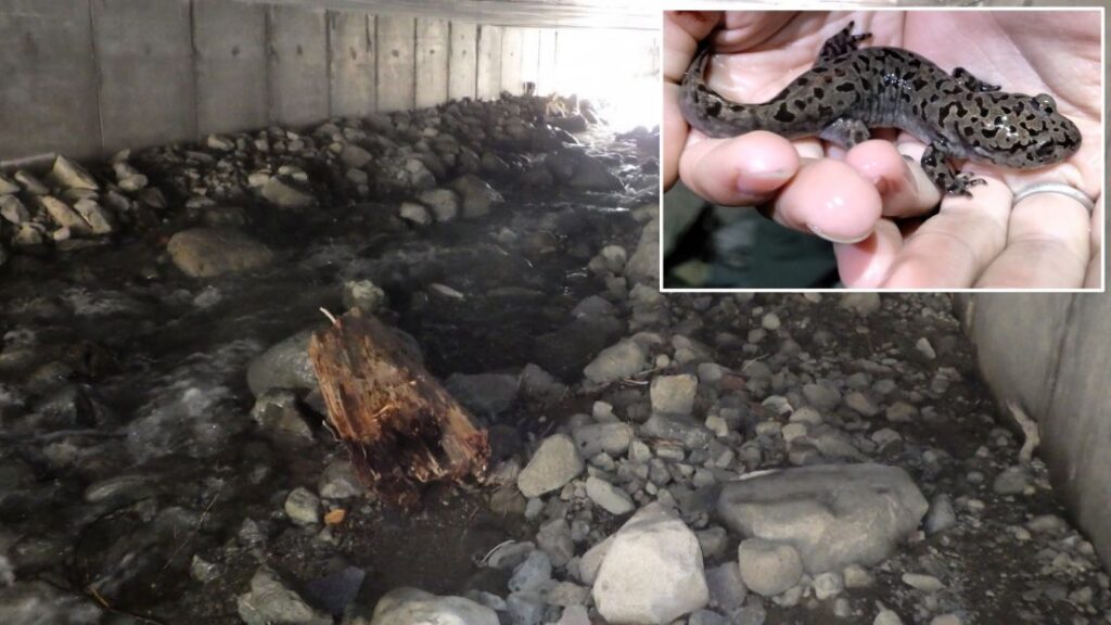A rocky streambed passes under a concrete structure. An inset shows a spotted salamander in a person's hands.