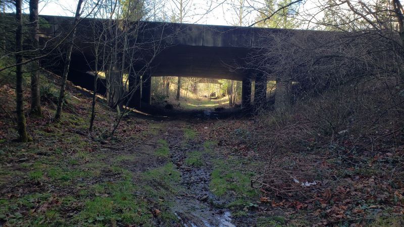 A wildlife crossing has an open passage below a concrete bridge in a forest, with trees and brush on both sides.