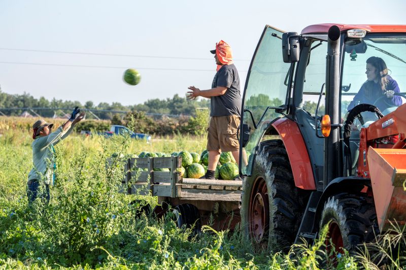 A farm worker in a field tosses a watermelon to another farm worker waiting on a tractor-pullled flat bed to catch it. There are other watermelon on the trailer and a tractor drive looks toward the watermelon field.