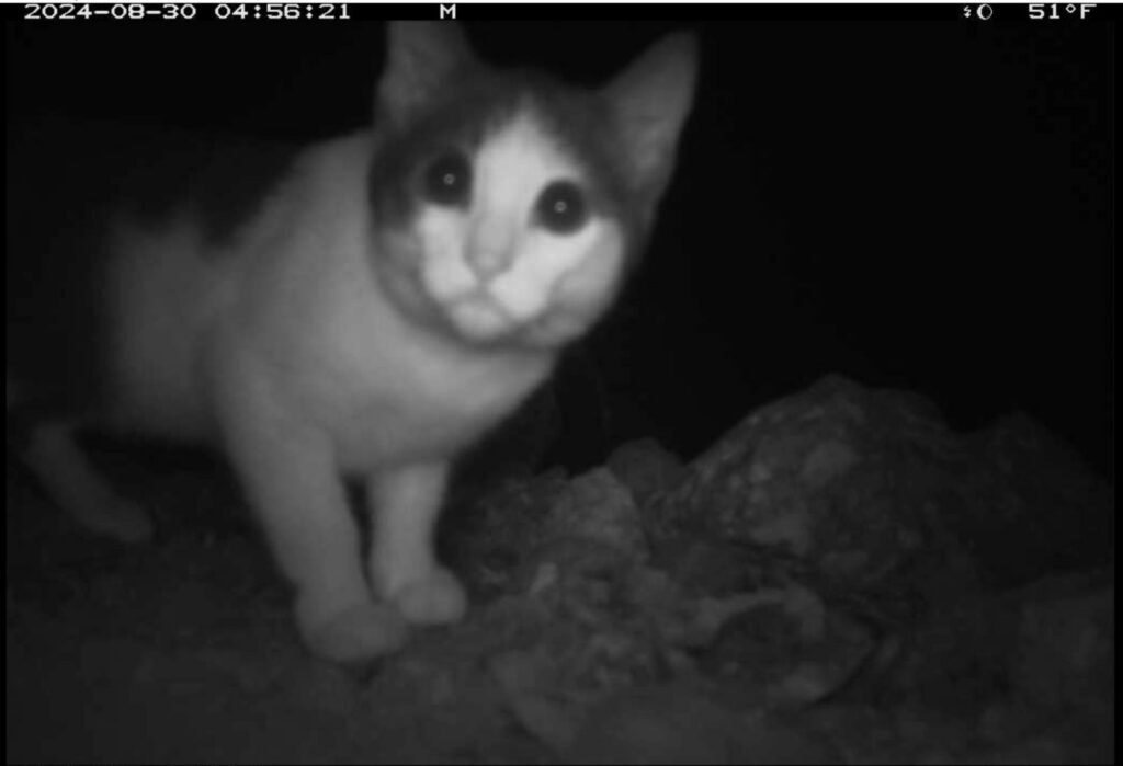 A night camera view shows a cat standing near rocks. The screen shows that the image was taken on August 30, 2024, at 4:56:21, 51 degrees Fahrenheit.