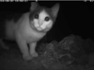 A night camera view shows a cat standing near rocks. The screen shows that the image was taken on August 30, 2024, at 4:56:21, 51 degrees Fahrenheit.