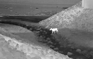 A nighttime thermal image shows a moose stepping into a rocky stream on a wildlife crossing under Interstate 90 in Washington State.