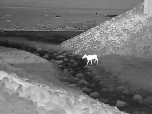 A nighttime thermal image shows a moose stepping into a rocky stream on a wildlife crossing under Interstate 90 in Washington State.