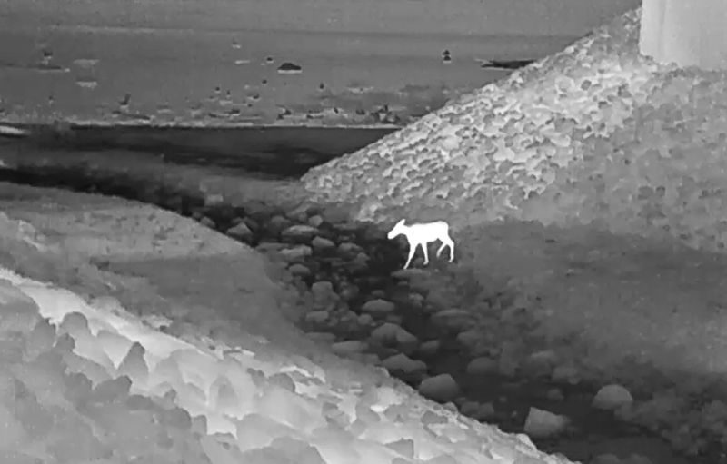 A nighttime thermal image shows a moose stepping into a rocky stream on a wildlife crossing under Interstate 90 in Washington State.