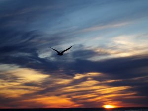 A flying seaull is silhouetted against slate blue, yellow, and orange tinted clouds at sunset.
