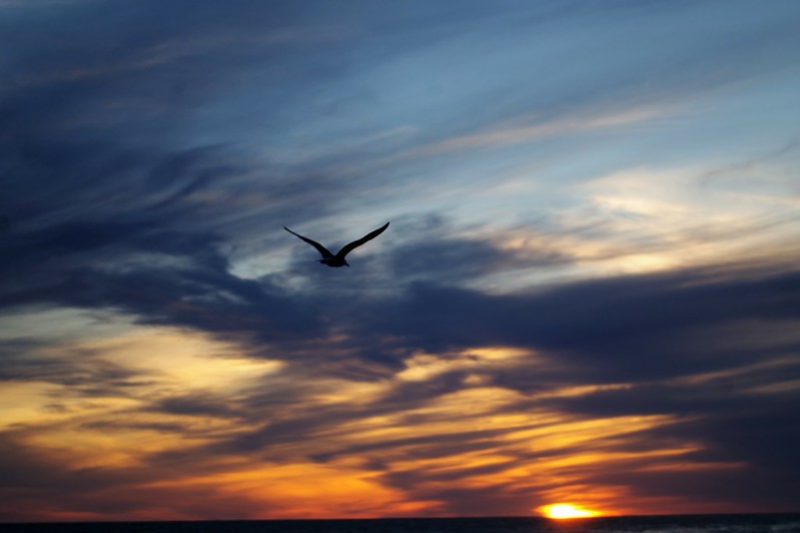 A flying seaull is silhouetted against slate blue, yellow, and orange tinted clouds at sunset.
